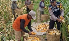 Hadir di Tengah Masyarakat, Bhabinkamtibmas Desa Torbang Bantu Petani Panen Jagung